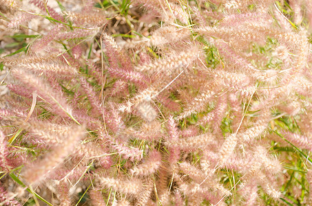野生的狐尾草杂草内衬绿色种子稻田狐尾季节性花园季节图片