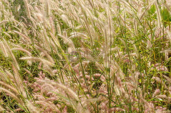 野生的狐尾草杂草稻田绿色内衬季节性季节狐尾花园种子图片