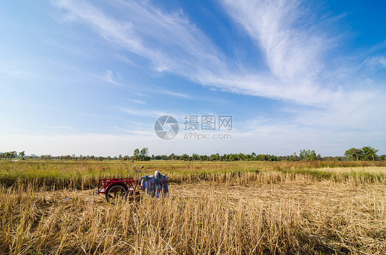 田里有金色的麦子稻草地平线收成场地草垛家畜农业风景国家土地小麦图片