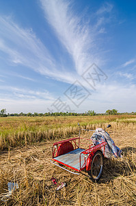田里有金色的麦子稻草草垛地平线农田收成场地农业乡村土地农场干草图片