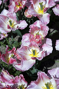 Botanique 内阴性郁金香花瓣花朵植物群花园植物粉色植物学图片