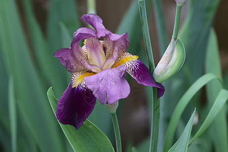 深紫色Iris图片
