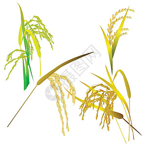 大米稻田和白上孤立的叶子经济收成粮食培育植物谷物种植园栽培农场宏观图片