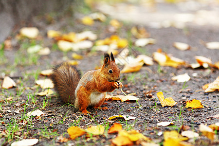 秋天森林中的松松鼠毛皮冒充尾巴坚果栗鼠动物木头荒野头发公园图片