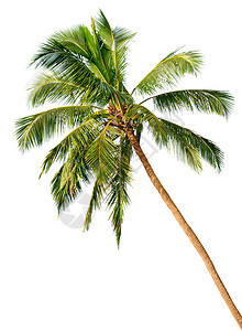 在白色背景上隔离的棕榈花园热带树干旅行植物群草本植物树叶叶子气候异国图片
