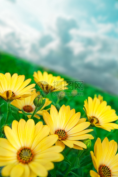 黄色花本背景花园花束蓝色植物群阳光场地植物学花瓣草地天空图片