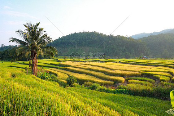 电压稻田场地旅行农场风光小屋环境热带假期生长粮食图片