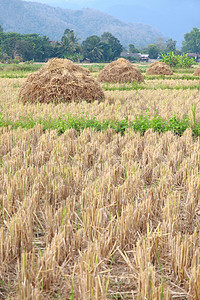 行堆肥稻草草地蓝色绿色包装场地棕色材料团体农业草垛图片