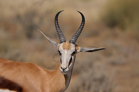 Etosha国家公园的Springbok沙漠动物荒野哺乳动物羚羊野生动物袋貂动物群图片