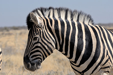 Zebra Etosha 纳米比亚动物白色哺乳动物野生动物荒野动物群黑色图片