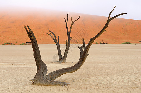 纳米比亚 Dedevlei橙子沙丘纳米布洪水薄雾骨骼荒野干旱绿洲沙漠图片