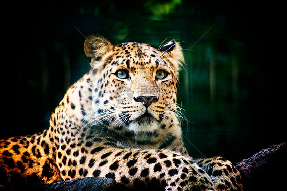 豹型女性野生动物毛皮环境力量荒野游戏鼻子国王猎人图片