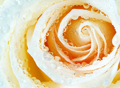 带有玫瑰的滴子液体生长环境飞沫宏观花瓣水分叶子图片