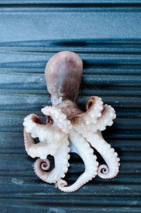 BBQ 上的婴儿章鱼莫斯卡迪尼海妖乌贼海洋棕褐色管子鱿鱼触手炙烤盘子海鲜图片