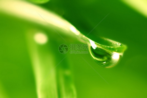 大水滴植物环境液体花园叶子草地气候背景草本植物阳光图片