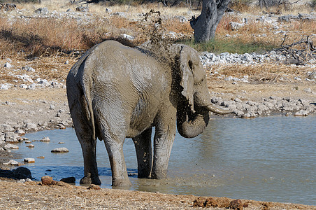纳米比亚Etosha国家公园大象泥浴池野生动物大象象牙灌木哺乳动物濒危动物群威胁獠牙树干图片
