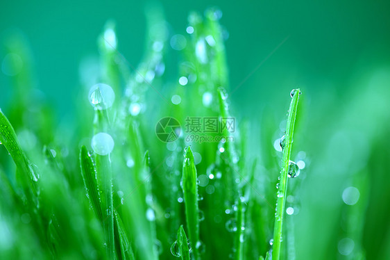 树本背景草本植物气候叶子生长阳光草地植物树叶雨滴反射图片