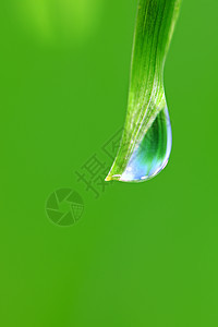 大水滴宏观植物反射生长雨滴背景刀刃液体环境叶子图片