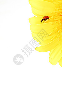 黄色花朵上的拖拉器花园植物天空蓝色漏洞叶子甲虫宏观植物学生态图片