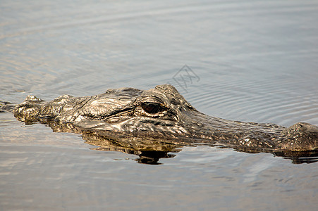 美洲鳄鱼荒野沼泽游泳沼泽地动物渣土野生动物短吻鳄海洋危险图片