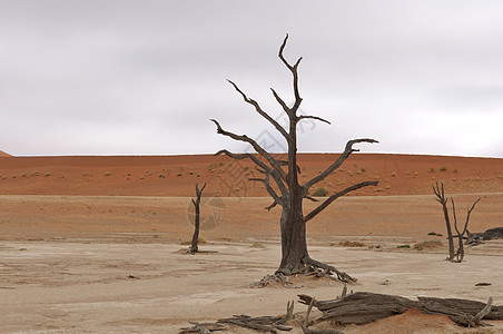 纳米比亚Diedevlei的树骨图片
