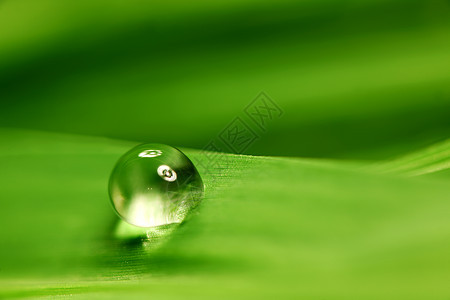 大水滴反射气候叶子雨滴生长草本植物植物环境树叶宏观图片