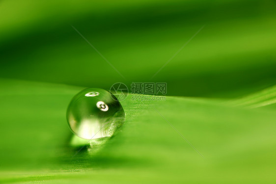 大水滴反射气候叶子雨滴生长草本植物植物环境树叶宏观图片