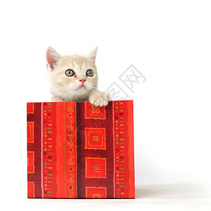 礼品盒中的猫家庭金子婴儿惊喜毛皮盒子展示生日猫咪猫科图片