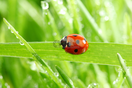 草地上的虫宏观雨滴季节生长野生动物昆虫液体女士阳光场地图片