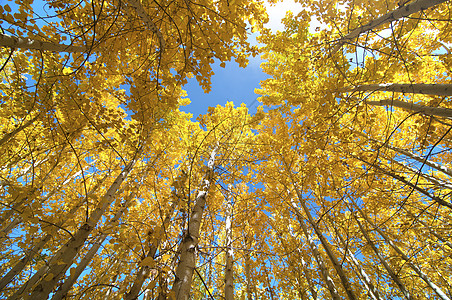 Fall Aspen 树向上视图图片
