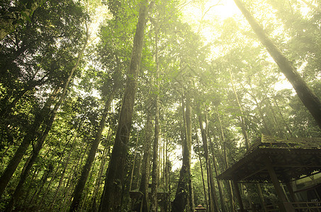 带阳光和照明的雨林雨林光束耀斑日光公园森林风景荒野树干季节环境图片