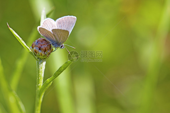 普通蓝蝴蝶蓝色植物群斑点野生动物昆虫荒野鳞翅目草地翅膀紫丁香图片