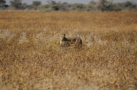 Etosha国家公园的Cheetah动物群沙漠野生动物鬃毛哺乳动物国王荒野捕食者动物男性图片