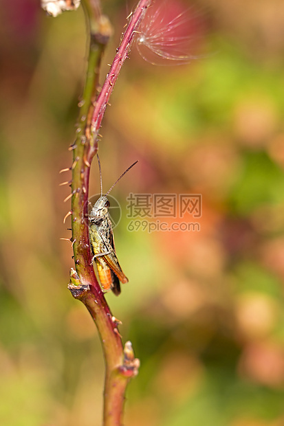 稻草上的图片