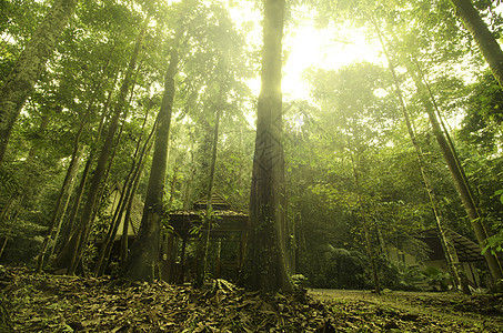 雨林木头公园丛林环境阳光植物群生长荒野热带森林图片