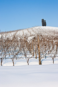 托斯卡纳 冬天的酒厂农场季节酒精自然休息葡萄园酒庄种植园农产品农村图片