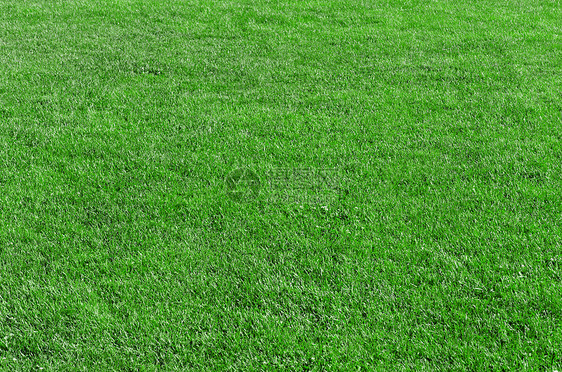 美丽的绿绿草场地草本植物网球草地高尔夫球土地绿色环境花园运动图片