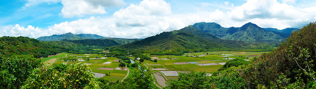 Kauai夏威夷的Taro Fields图片