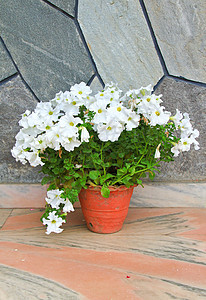 装饰花园的花盆中的白花图片