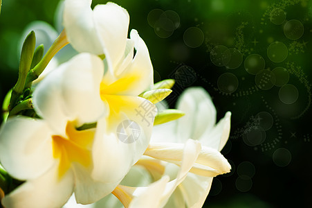 弗朗吉帕尼花朵邀请函花瓣热带卡片角落情调边界温泉香味自然图片