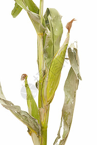 玉米谷黄色谷物种子植物白色饮食玉米文化商业棒子图片