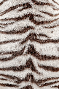 白孟加拉虎皮荒野装饰条纹墙纸皮革豹属黑色皮肤动物老虎图片