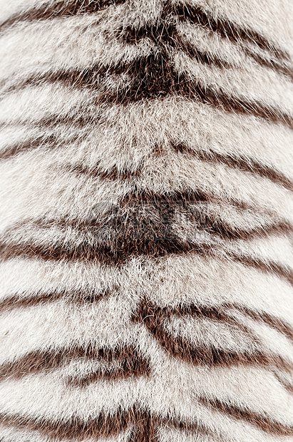 白孟加拉虎皮兽毛老虎野生动物毛皮头发小地毯黑色风格皮革荒野图片