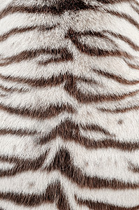 白孟加拉虎皮装饰野生动物老虎皮肤头发豹属兽毛风格皮革荒野图片