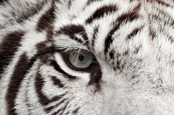 白老虎眼图片