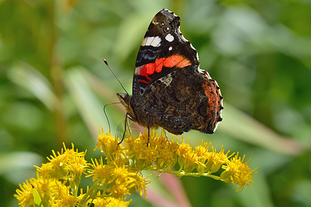 美丽的蝴蝶世界动物动物群野生动物生活环境宏观脆弱性图片
