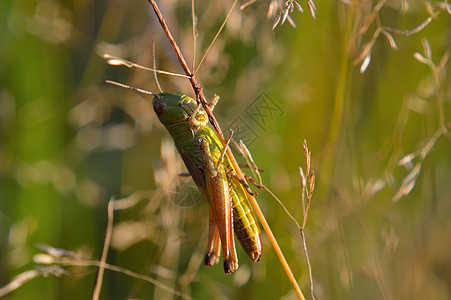 美丽的小蝗虫生活动物野生动物宏观脆弱性环境动物群世界图片