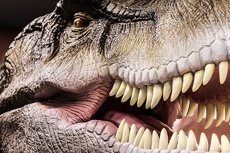 暴龙露出牙齿的嘴食肉化石科学侵略玩具宏观公园动物爬虫历史图片