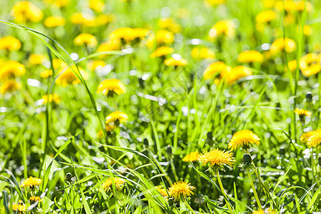 花朵盛开草地土地风景场景草本植物叶子太阳种子花园公园图片
