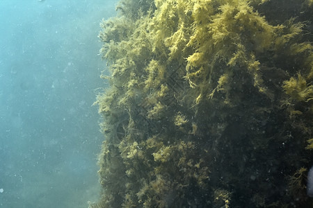 海洋泥巴潜水海岸图片